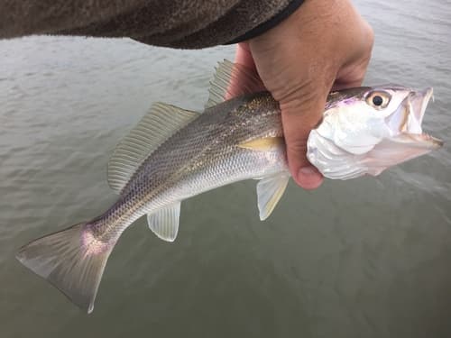 Sand Weakfish