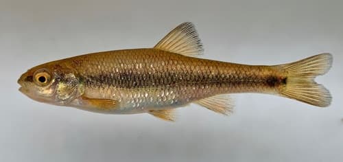 Sandhills Chub