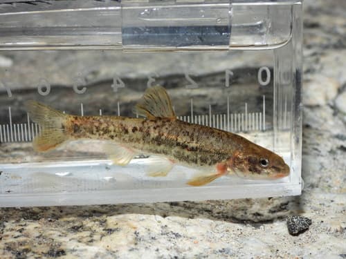 Santa Ana Speckled Dace