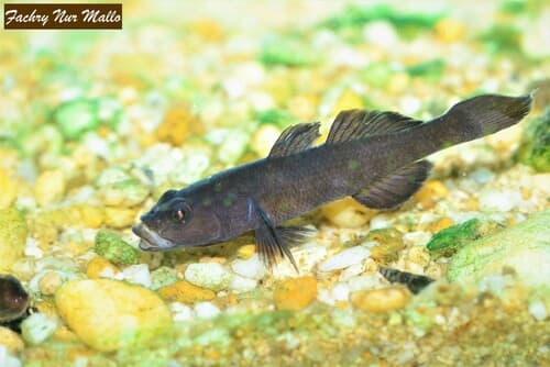 Sarasin’s Goby