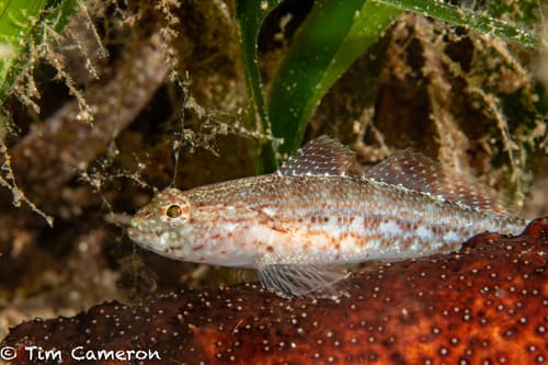 Sarato's Goby