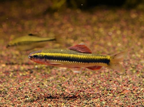 Dwarf Sarcocheilichthys