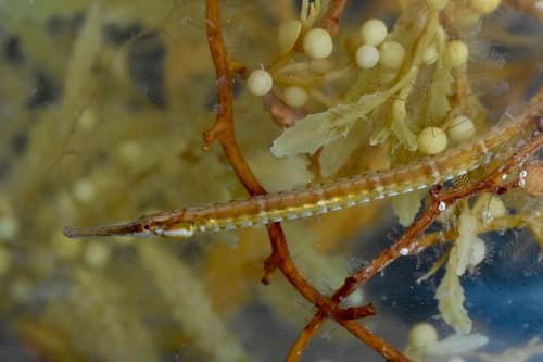 Sargassum Pipefish