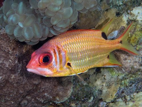 Red Sea Squirrelfish