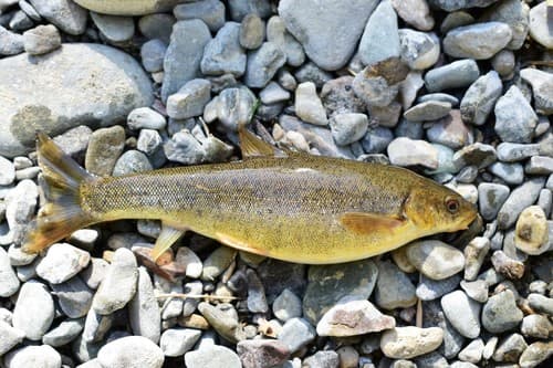 Sattar Snowtrout