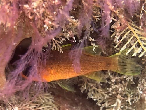 Sawcheek Cardinalfish