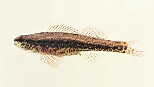 Sawcheek Darter
