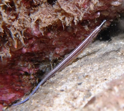 Sawtooth Pipefish