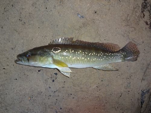 Anthurus Pike Cichlid
