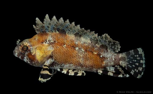 Scaled False-scorpionfish