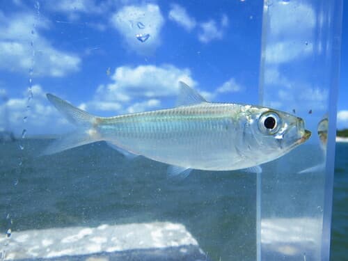 Scaled Sardine