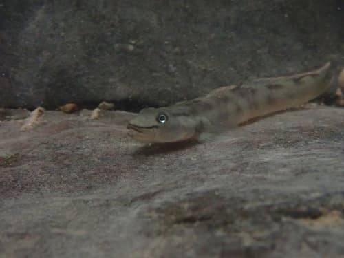 Scaled-tail Sicyopus