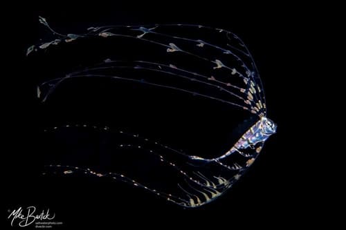 Scalloped Ribbonfish