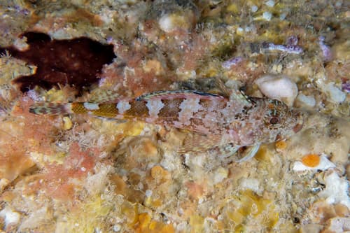 Scaly-headed Triplefin