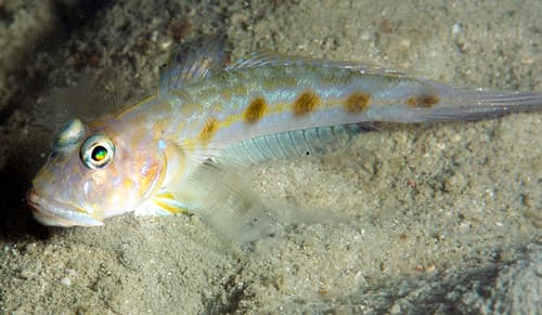 Scaly-nape Tentacle Goby