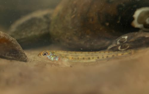 Scaly Sand Darter