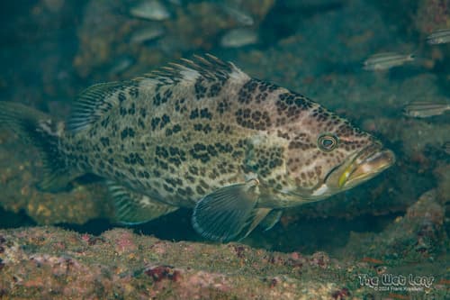 Scamp Grouper