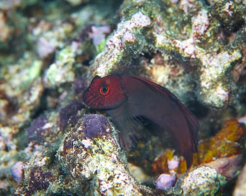 Scarface Blenny