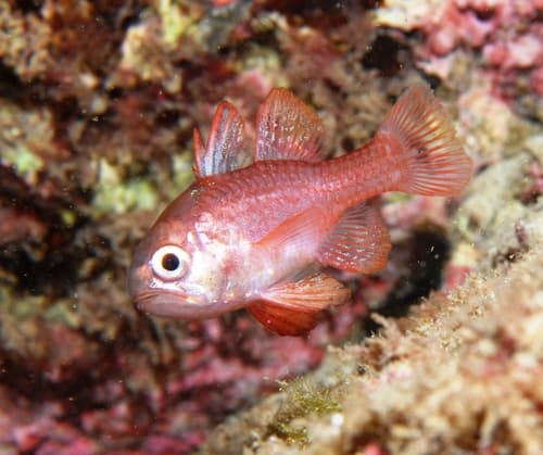 Scarlet Cardinalfish
