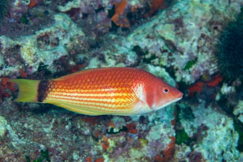 Scarlet Wrasse