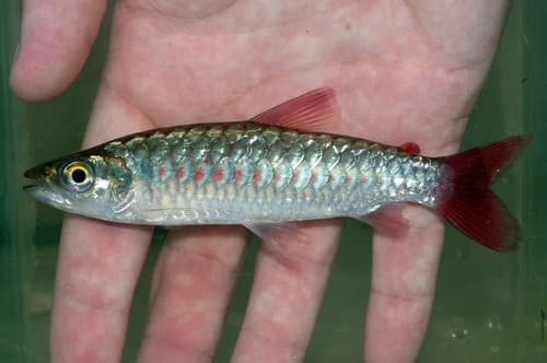 Scarlettail Chalceus