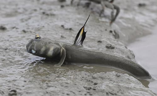 Giant Mudskipper