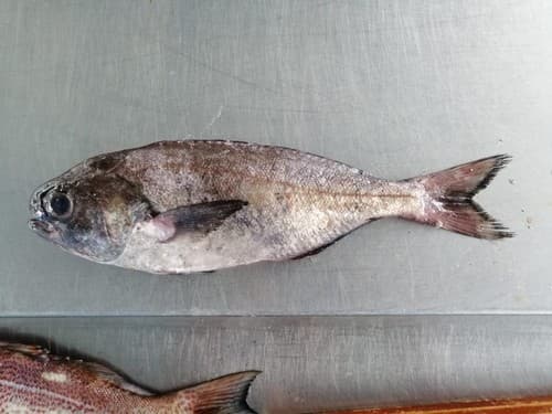 Schedophilus haedrichi