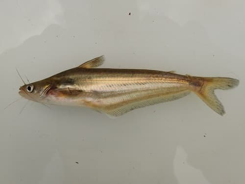 African Butter Catfish