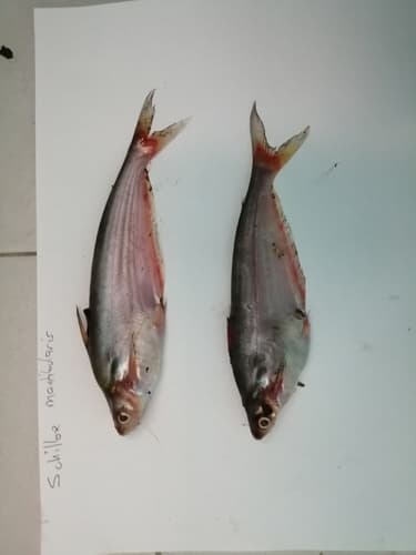 African Butter Catfish