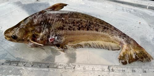 Marbled Butter Catfish