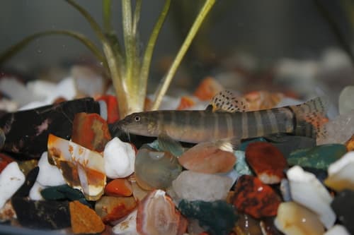 Banded Schistura Loach