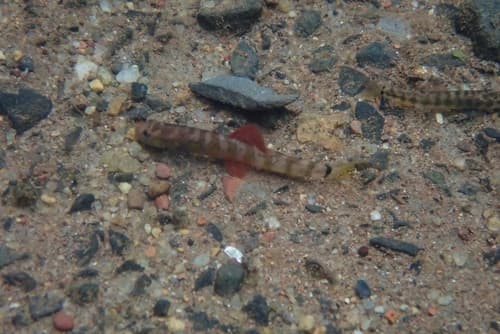 Schistura hiranyakeshi