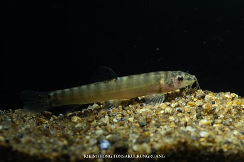 Koh Chang Loach