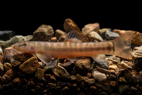 Schistura menanensis