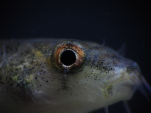 Schistura mukambbikaensis