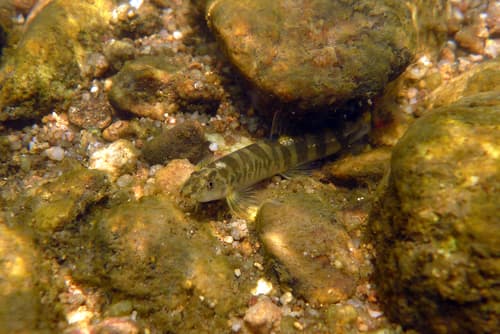 Poculi Loach