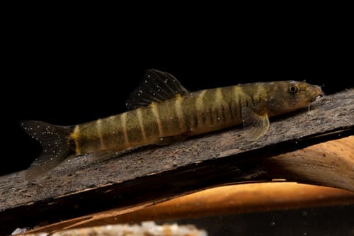 Schistura udomritthiruji