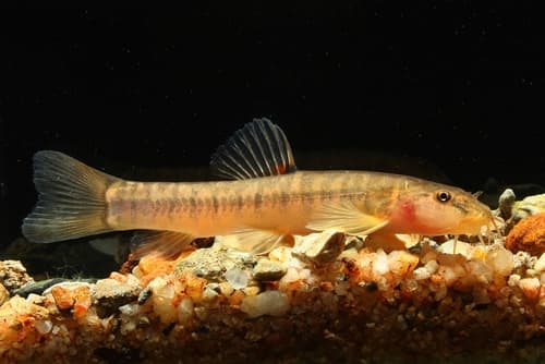 Walton's Loach