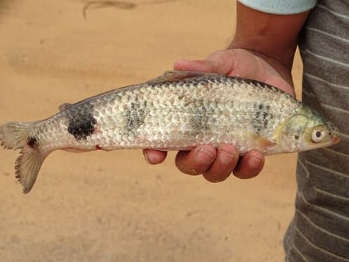 Schizodon fasciatus