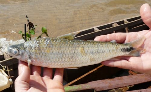 Schizodon nasutus