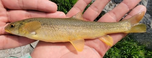 Broadmouth Snowtrout