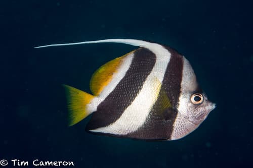 Schooling Bannerfish