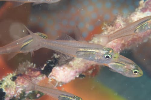 Schooling Cardinalfish