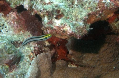 Schooling Fangblenny