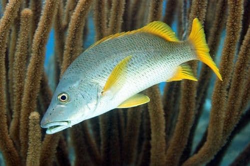 Schoolmaster Snapper