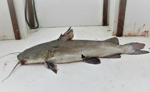 Dow's Sea Catfish