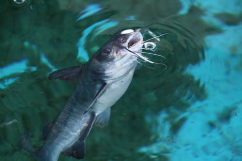Gafftopsail Catfish