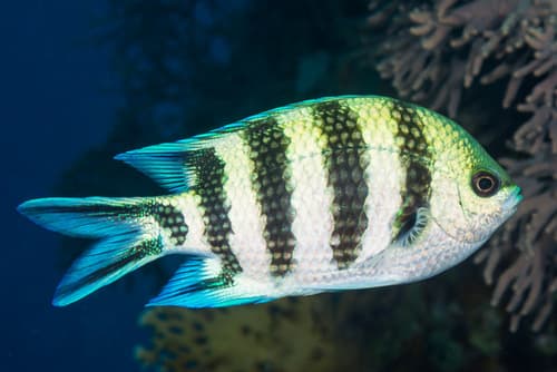 Scissortail Sergeant