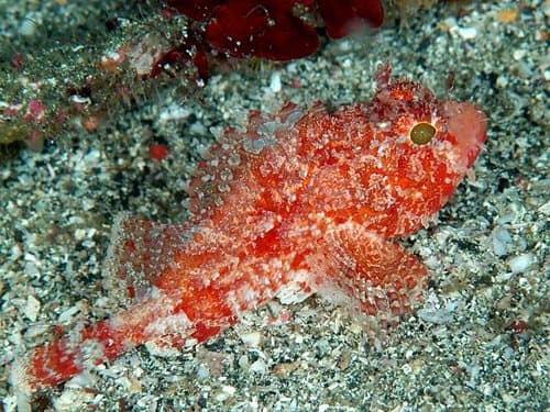 Smallmouth Scorpionfish