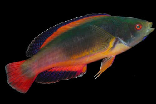 Scott's Wrasse
